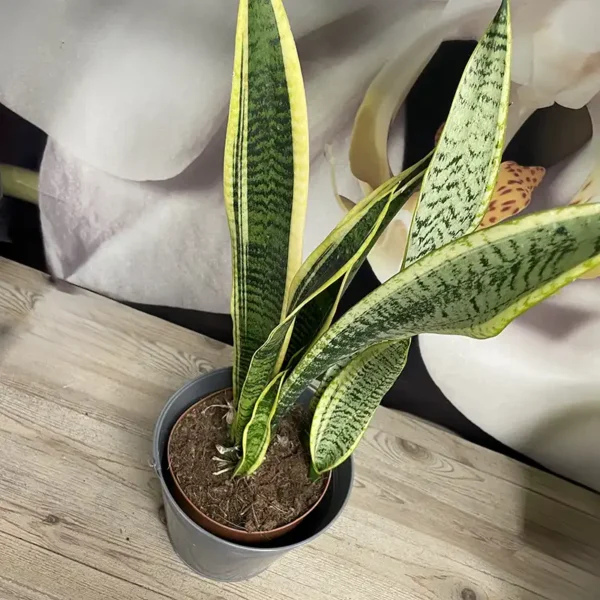 Sansevieria - Plante d'intérieur – Image 2