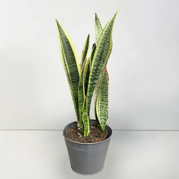Sansevieria plante