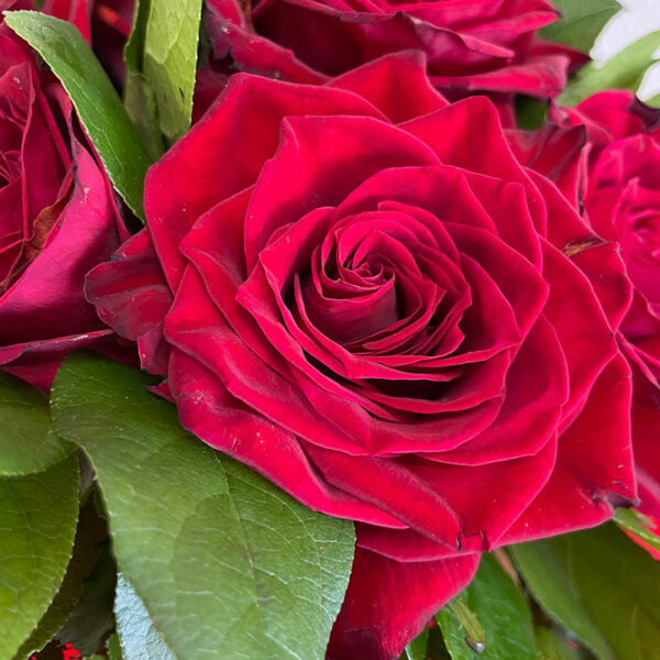 roses rouges en bouquet bulle d'eau