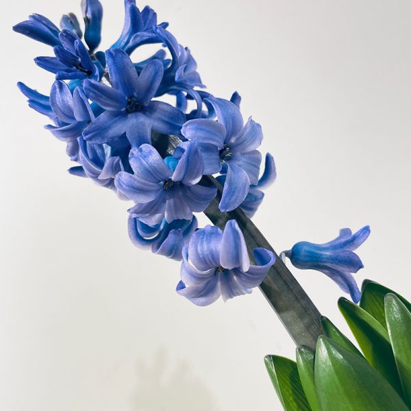 jacinthe bleue en pot fleurie en hiver à planter au printemps