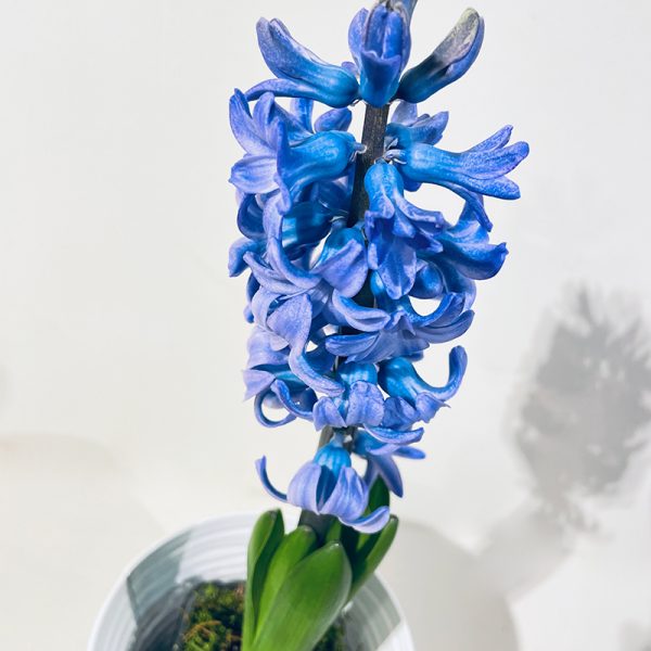 jacinthe bleue en pot fleurie en hiver à planter au printemps