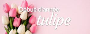 livraison de tulipes fleurs de l'hiver