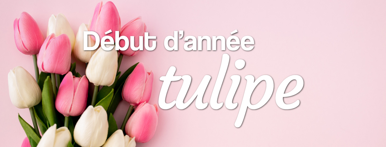 livraison de tulipes fleurs de l'hiver