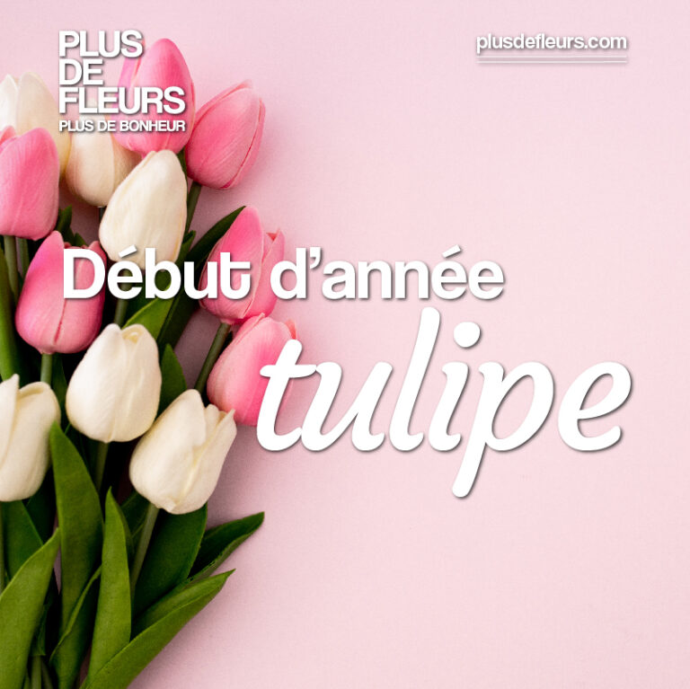livraison de tulipes fleurs de l'hiver