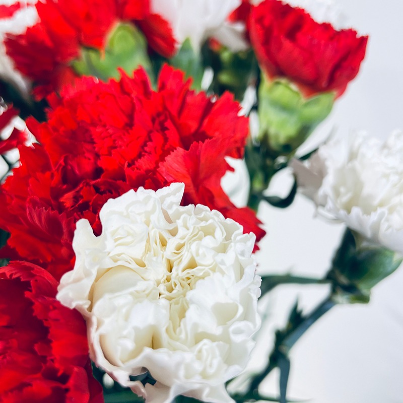 bouquet d'oeillets rouges et blancs mamie