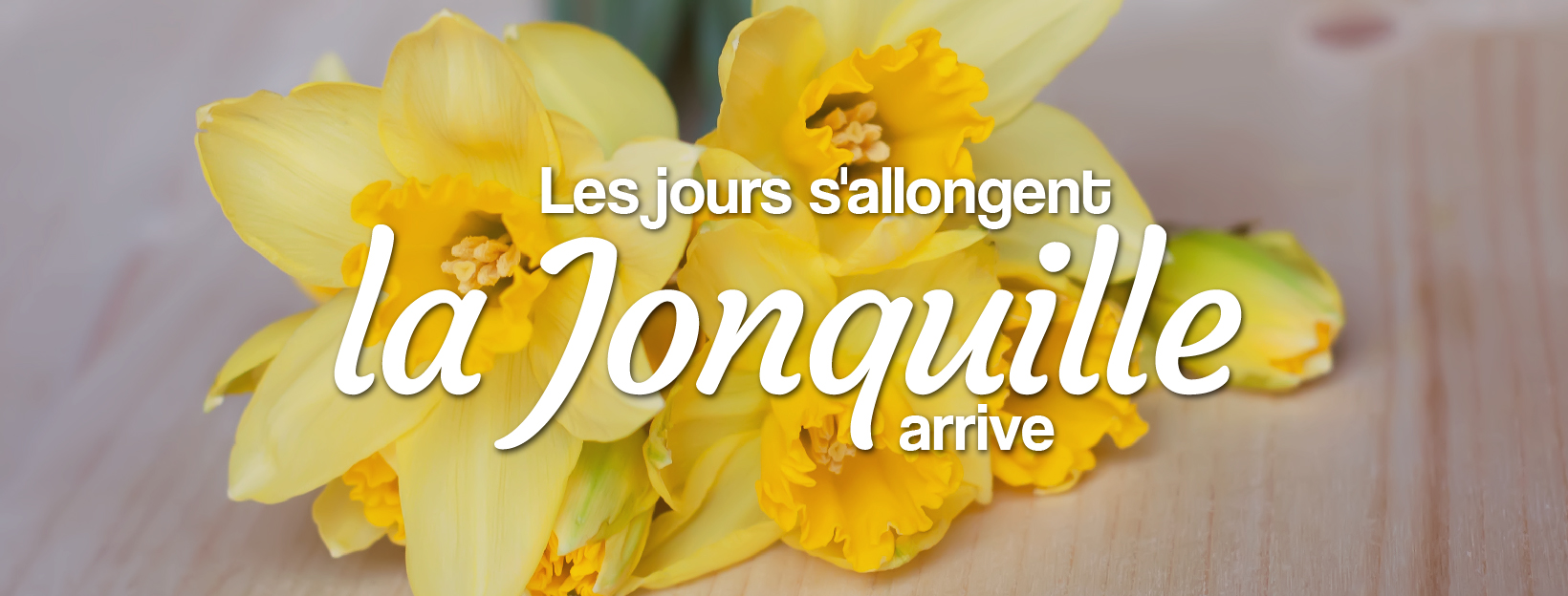 saison des jonquilles