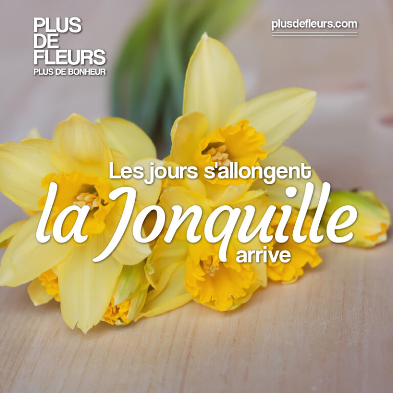 saison des jonquilles