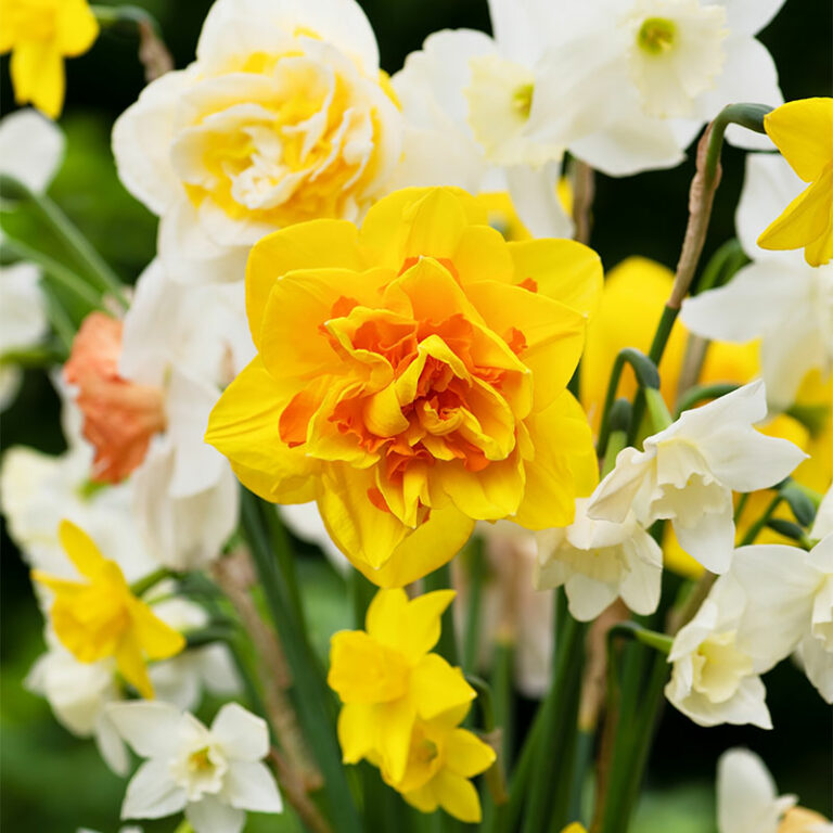 variétés de fleurs de jonquilles