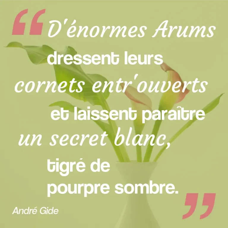 Citation sur les arums callas