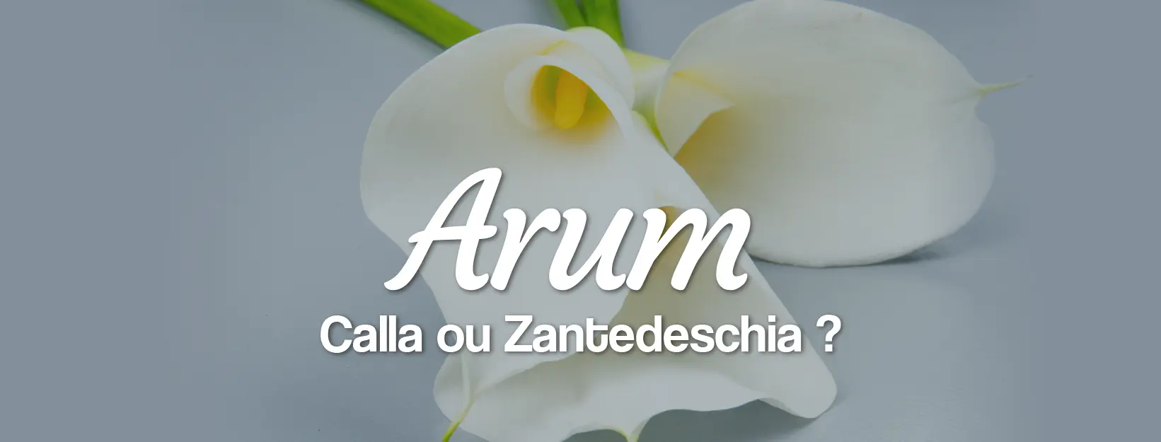 Livraison de fleurs d'arum calla