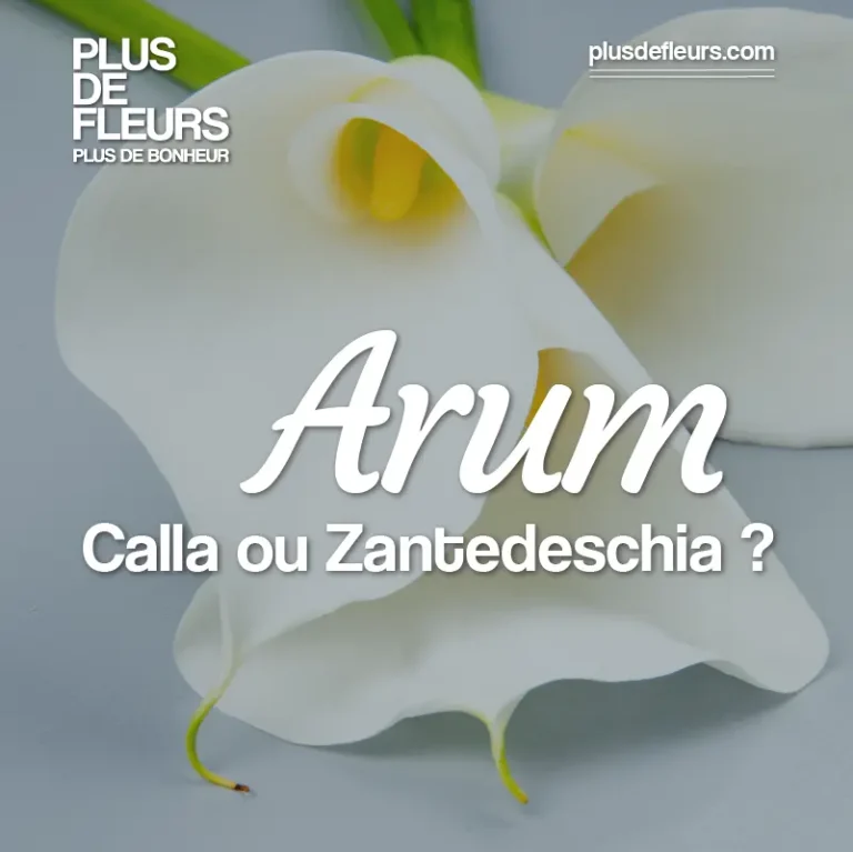 Livraison de fleurs d'arum calla