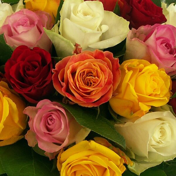 bouquet arlequin roses multicolores