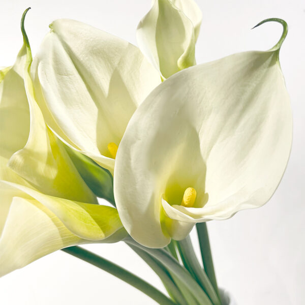 bouquet uniflor arum blanc