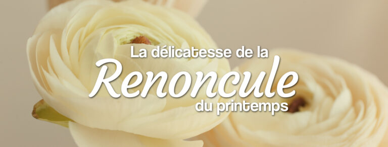 bouquets de renoncules de France fleurs d'hiver et de printemps en livraison