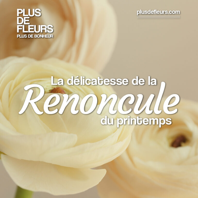 bouquets de renoncules en livraison