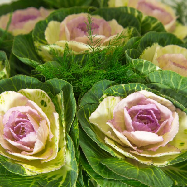 bouquet chouchou