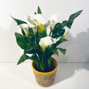 calla arum blanc plante