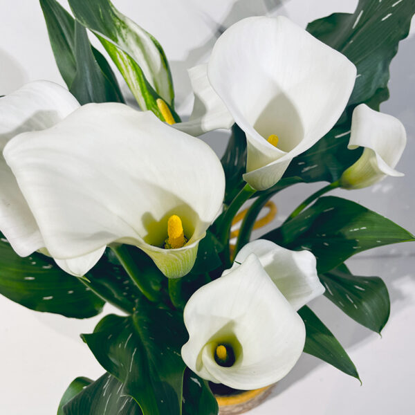 calla arum blanc plante zantedeshia