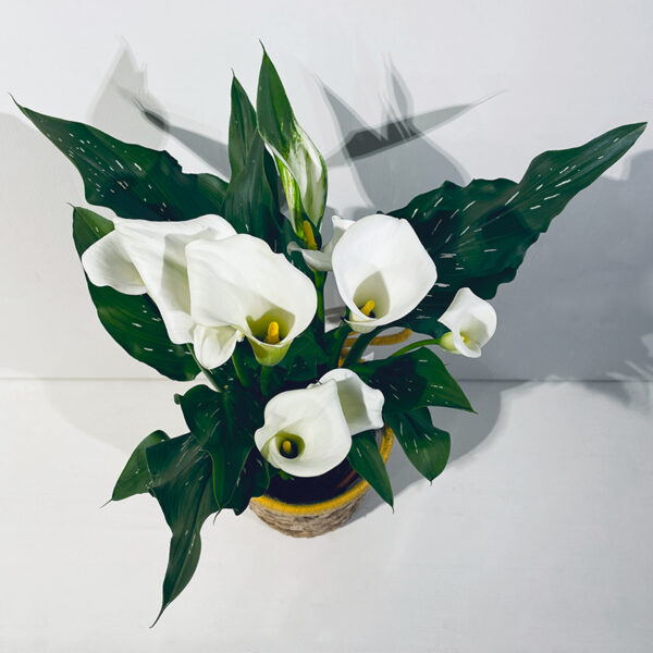 calla arum blanc plante zantedeshia