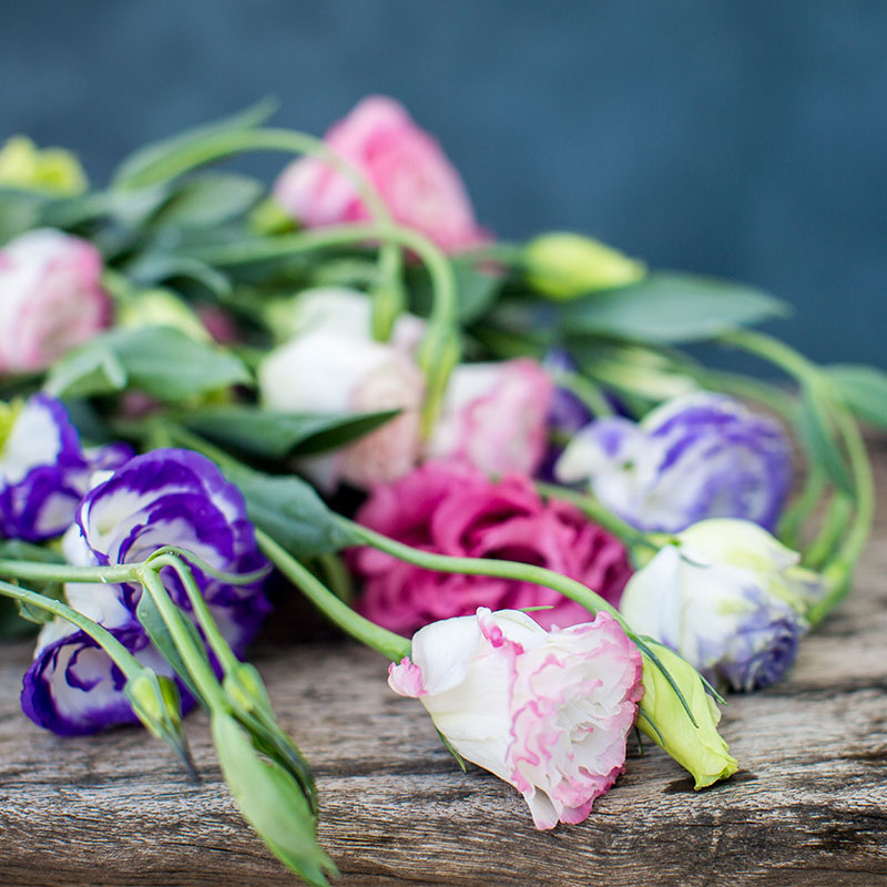 lisianthus fleurs d'été multicolores