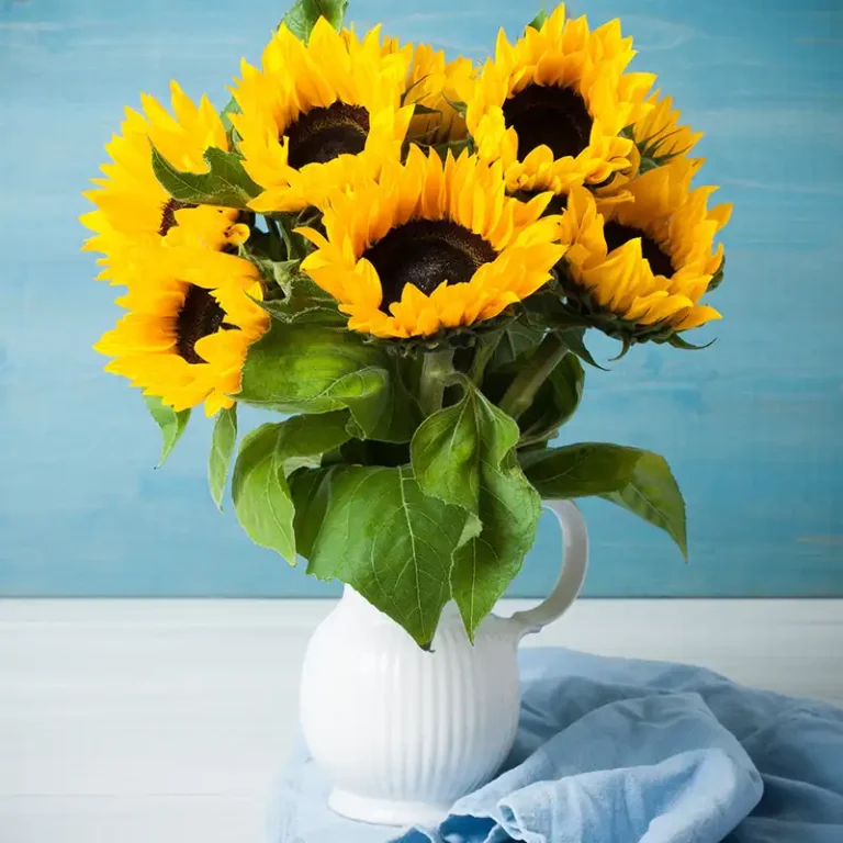 bouquets de Tournesols dans un vase