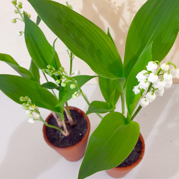 lot de pots de muguet à planter