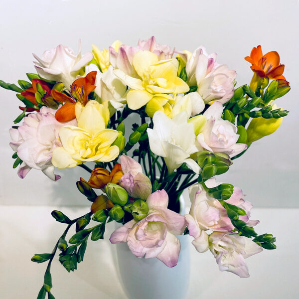 freesia de toutes les couleurs