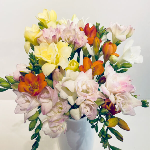 freesia de toutes les couleurs