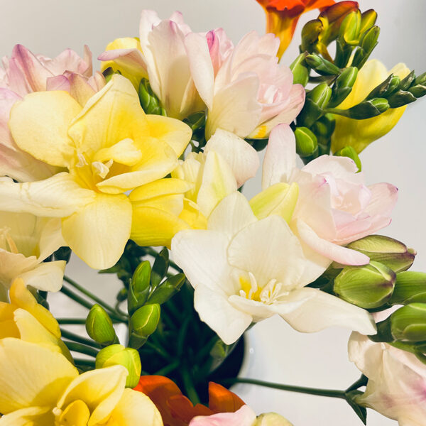 freesia de toutes les couleurs