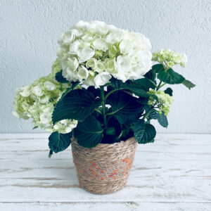 hortensia blanc plante en pot