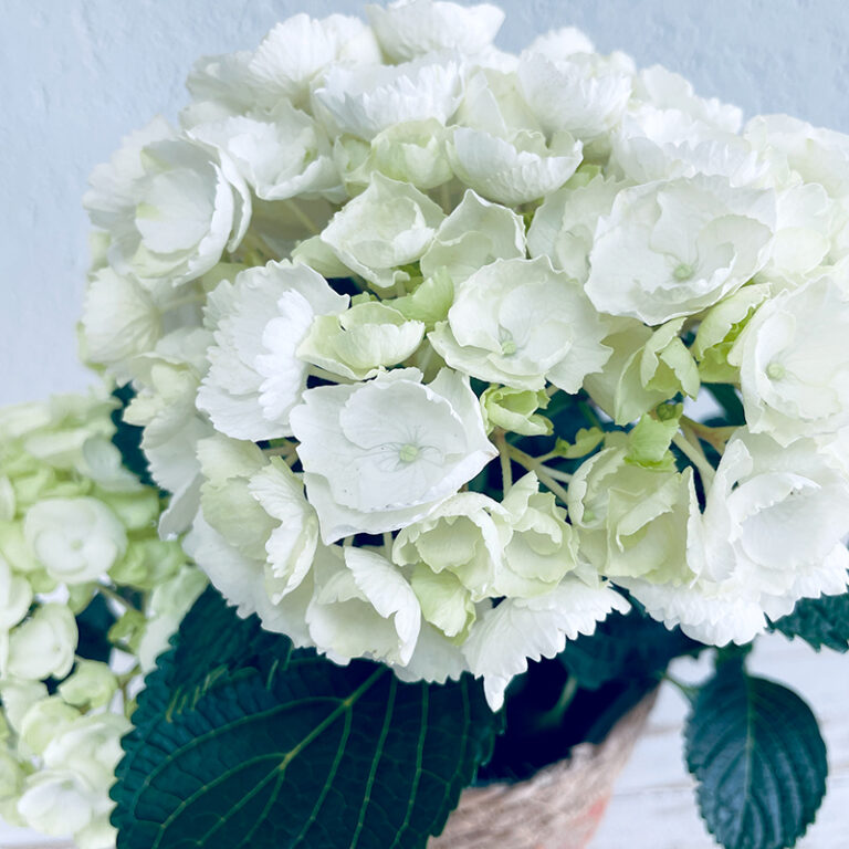 hortensia blanc plante en pot fleurs de fin d'été