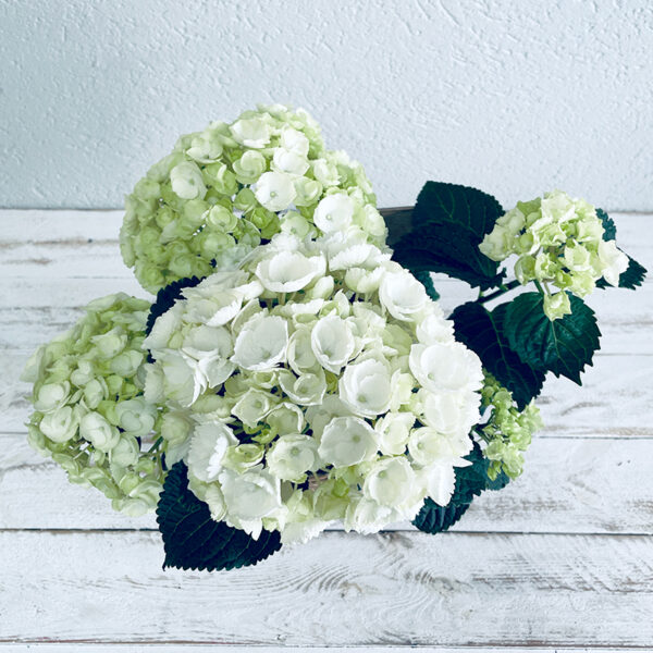 hortensia blanc plante en pot