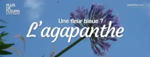 Livraison de bouquets d'agapanthes