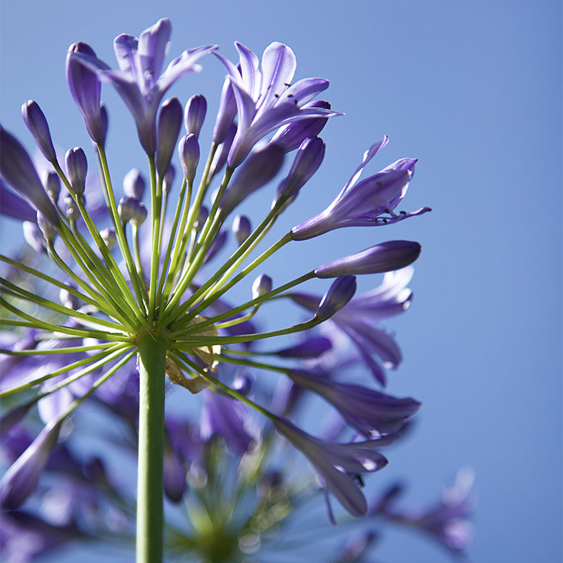 agapanthe fleur d'été