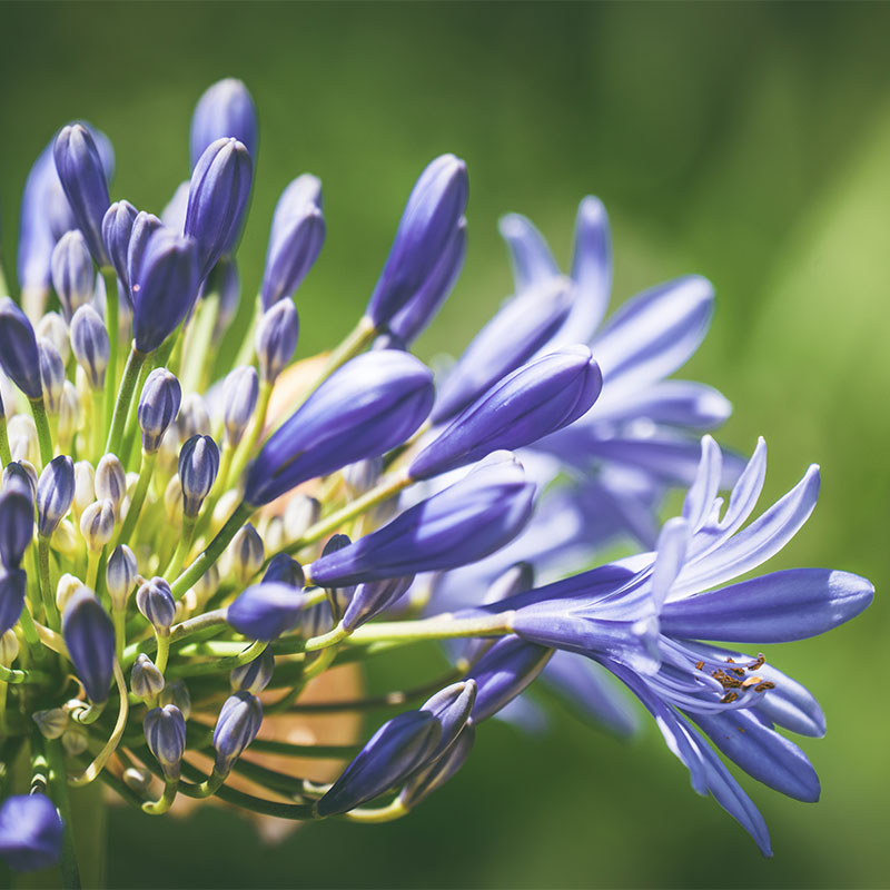 bleu agapanthe pétales