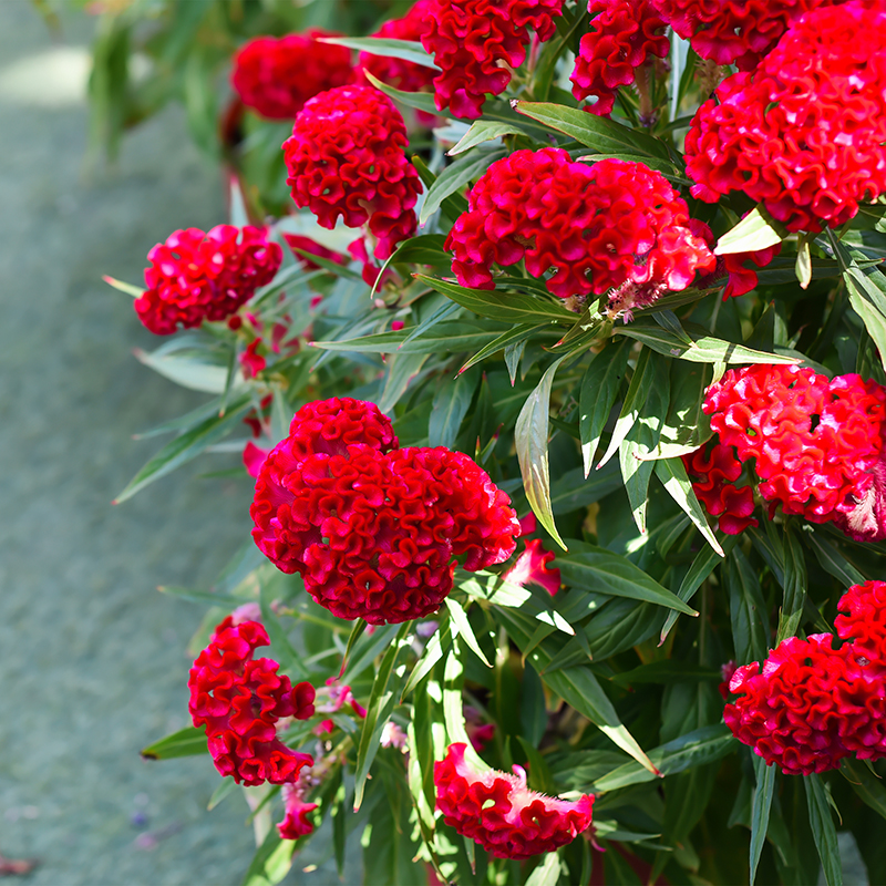 buisson de célosie rouge