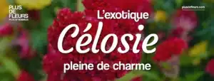 bouquets de célosie en livraison