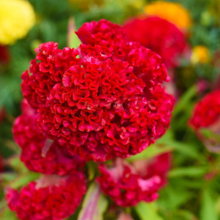 fleur de célosie rouge