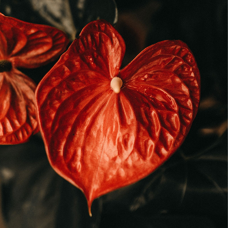 anthurium le flamand rose tropical