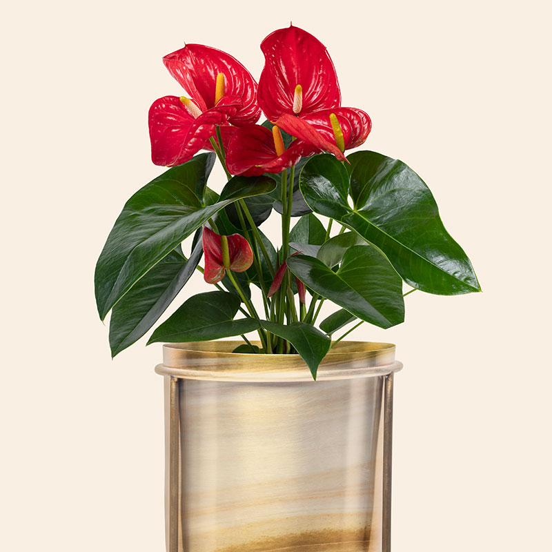 anthurium le flamand rose tropical