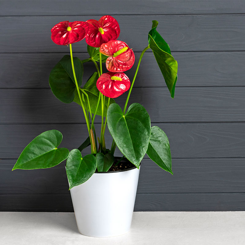 anthurium le flamand rose tropical