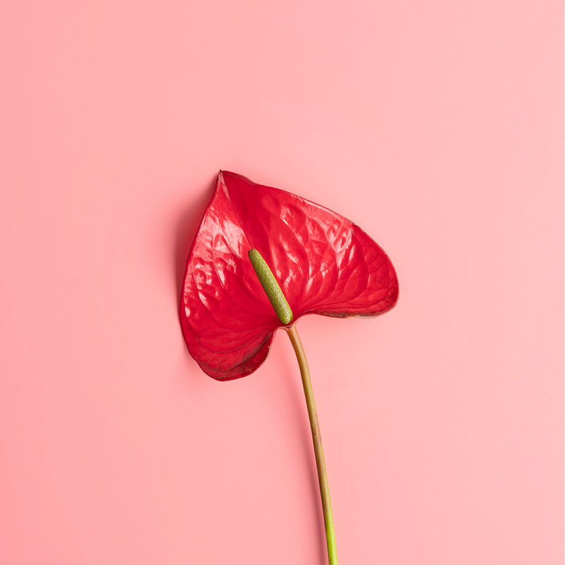 anthurium le flamand rose tropical