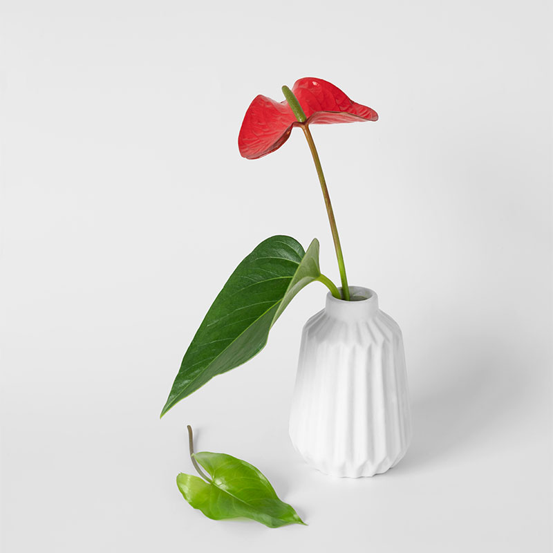 anthurium le flamand rose tropical