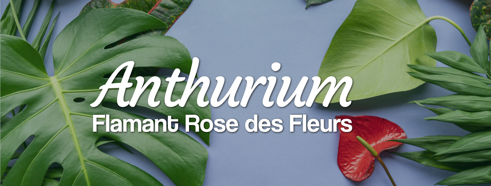 anthurium le flamand rose tropical