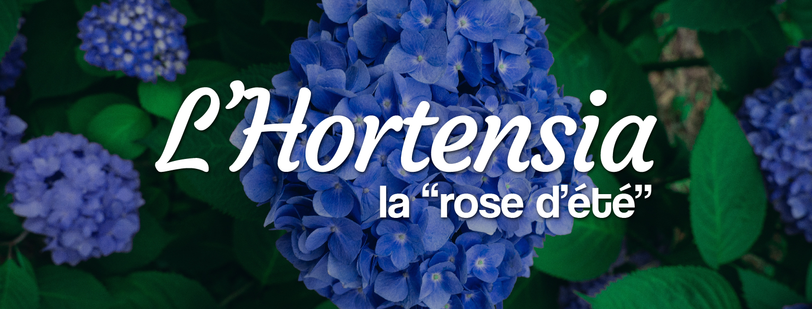 hortensia