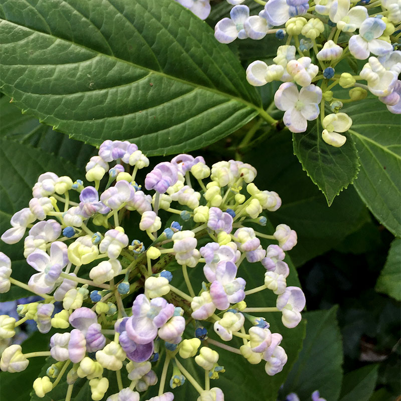 hydrangea blanc