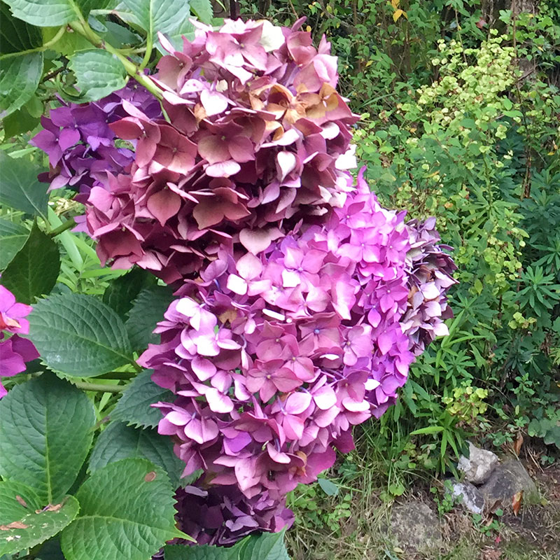 hydrangea fuchsia