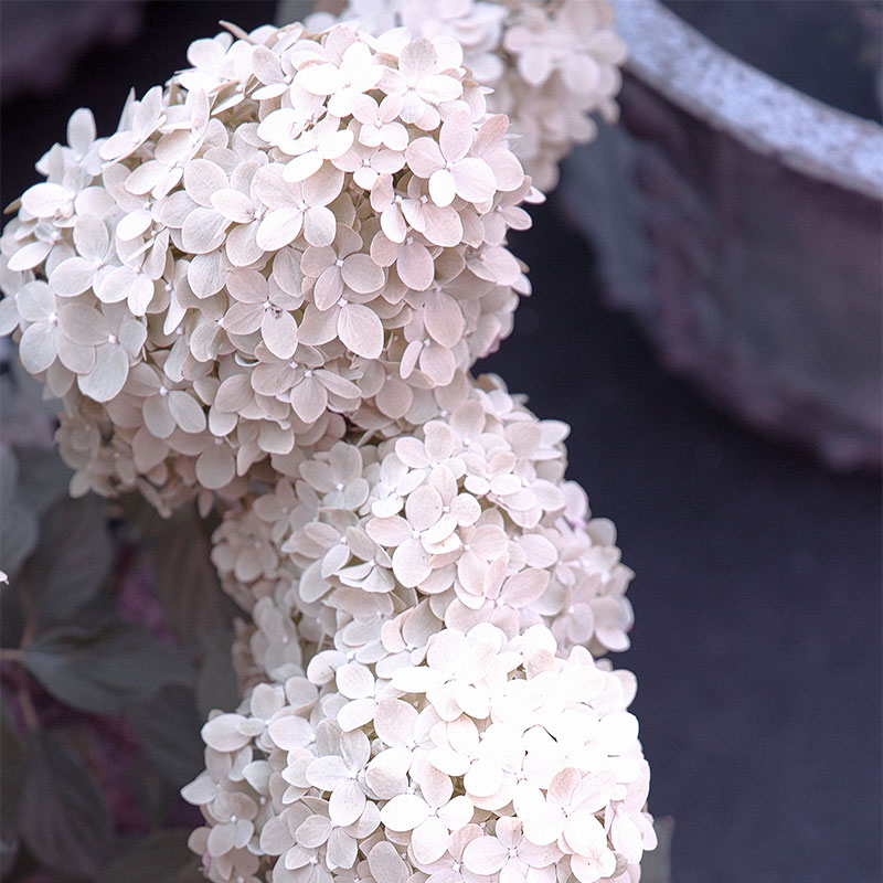 hydrangea japonais