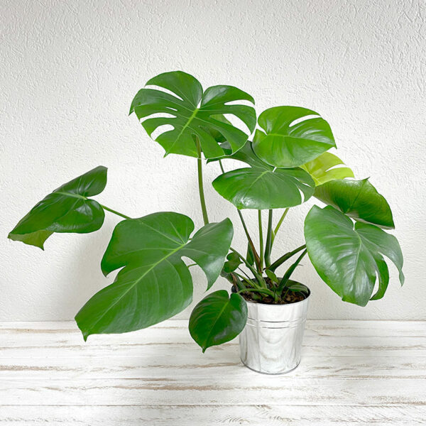 philodendron monstera jungle plante tropical