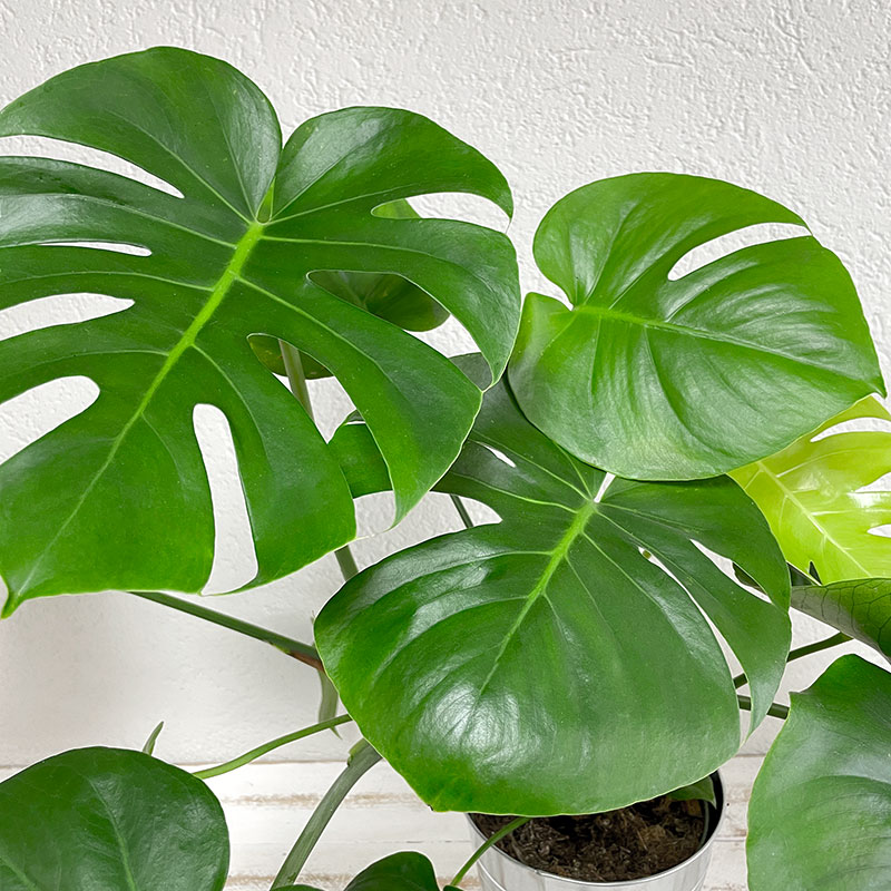 Philodendron Monstera Deliciosa, Livraison plantes d'intérieur